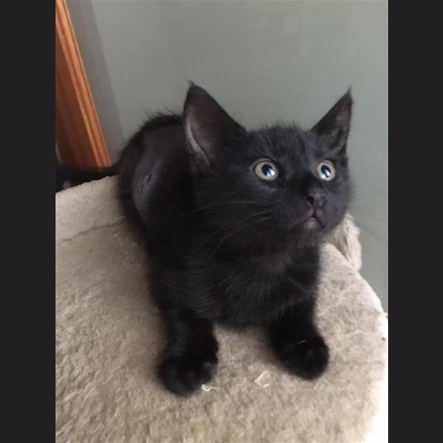 Photo of Luna