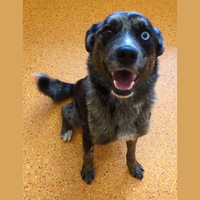 Photo of Pepper