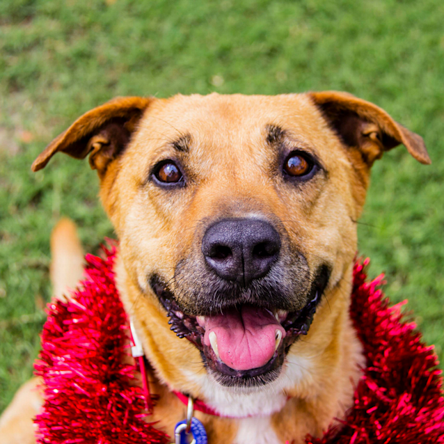 Photo of Jazz ~ Labrador X Shepherd (On Trial 3/12/2017) 