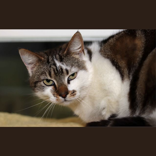 Photo of Kobi The Big Plushy Touchable Cat