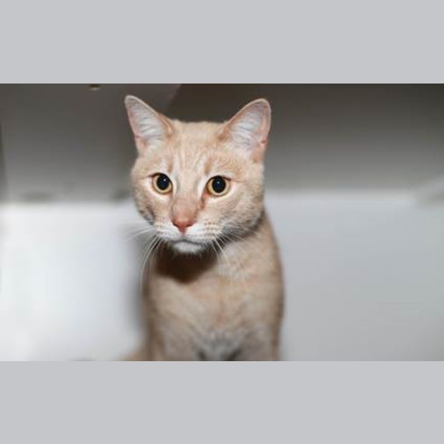 Photo of Charles The Handsome Devil Of A Cat