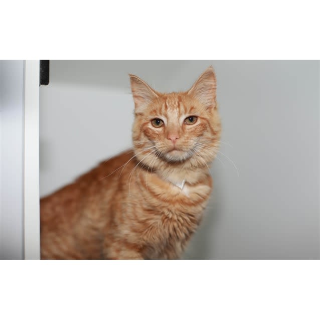 Photo of Felicia The Funny Friendly Kitten Cat