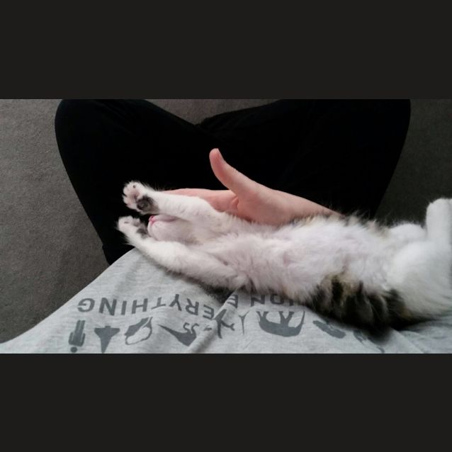 Photo of Lilly The Love Kitten