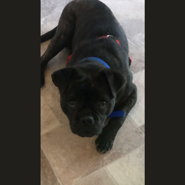Photo of Pugzley 