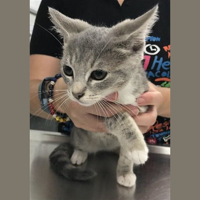 Photo of Scully