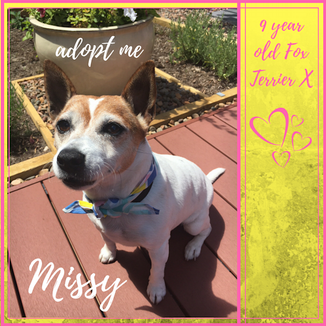Photo of Missy ~ Fox Terrier X (On Trial 19/1/2018)