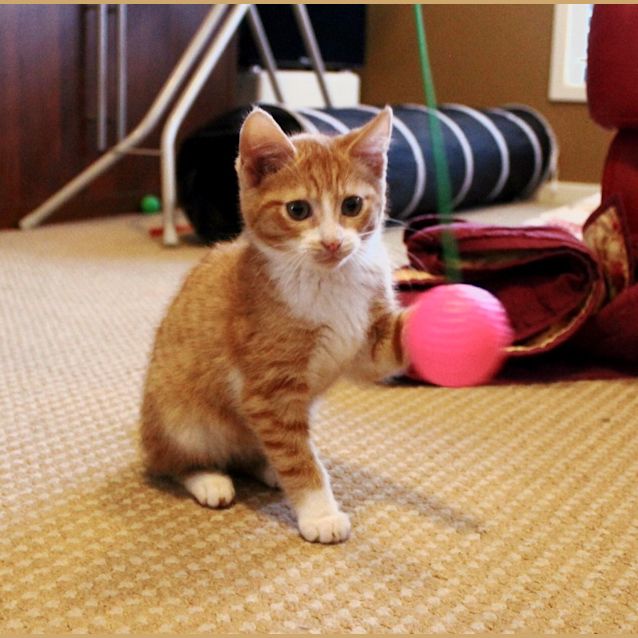 Photo of Russell The Purr Machine