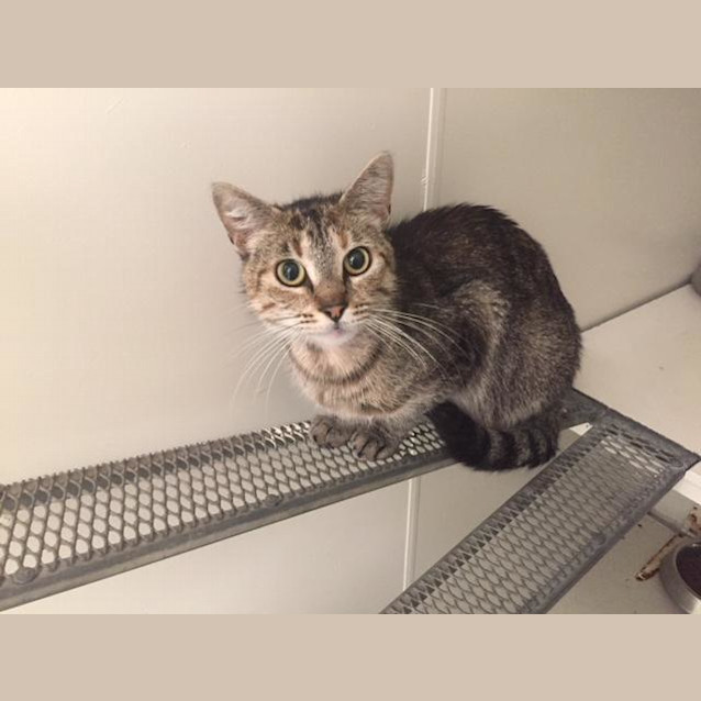 Photo of Mindy (4740)