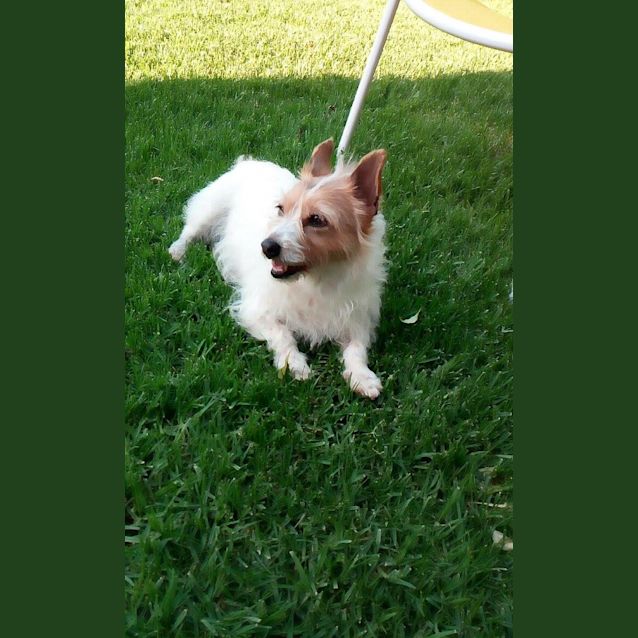 Photo of Charlie Girl