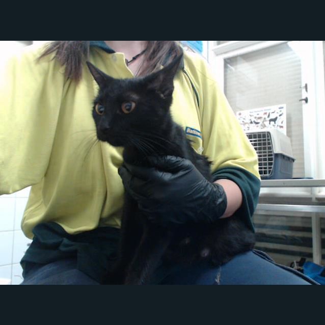 Photo of Treacle (4669)