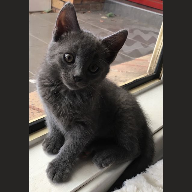 Photo of Ash