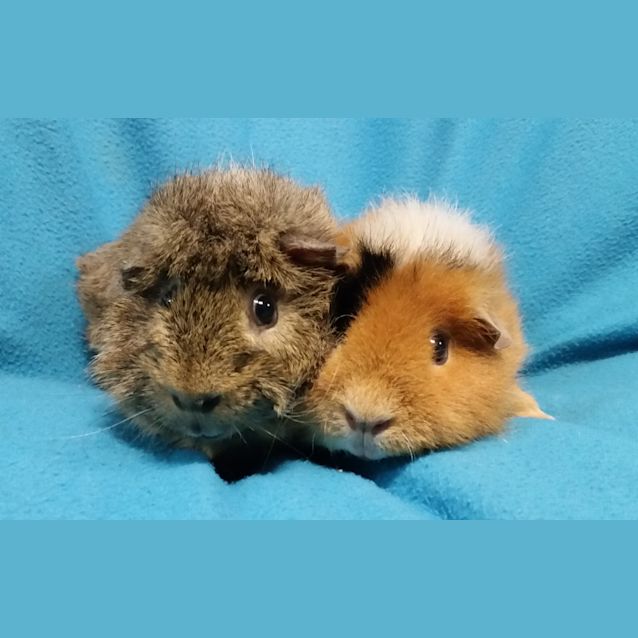 Photo of Murphy And Flapjack