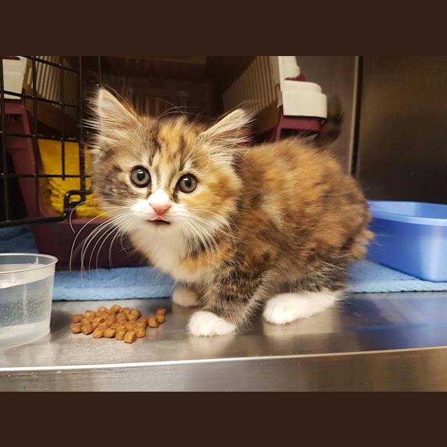 Photo of Bailey   Available Approx 18th Dec