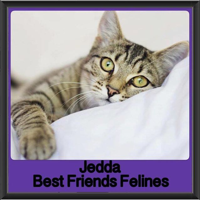 Photo of Jedda