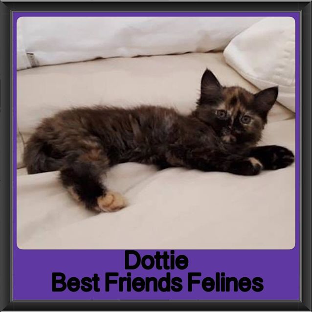 Photo of Dottie