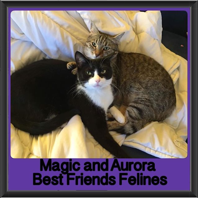 Photo of Aurora And Magic 