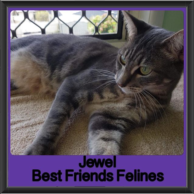 Photo of Jewel