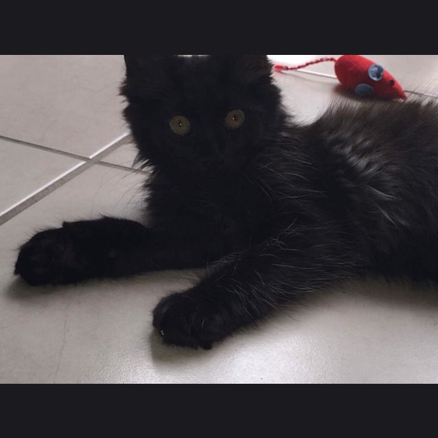 Photo of Diesel