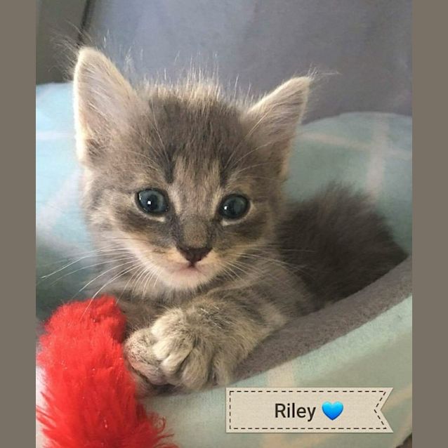 Photo of Riley 