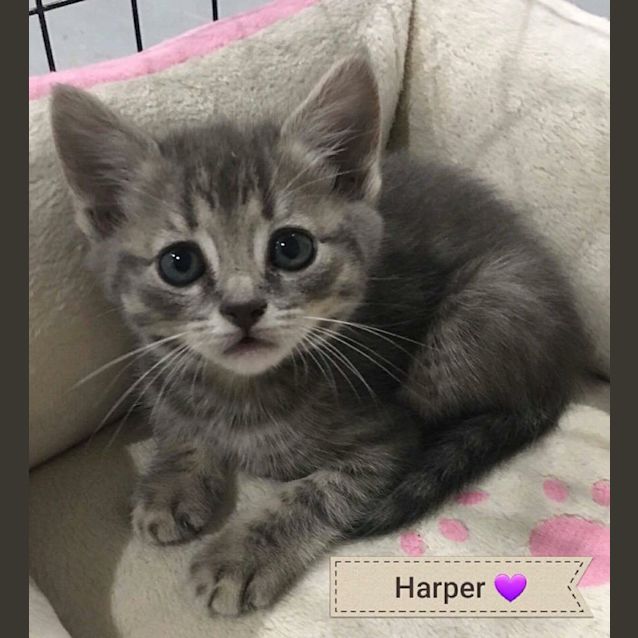 Photo of Harper 