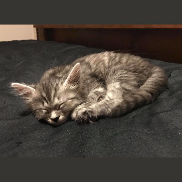 Photo of Scarlette