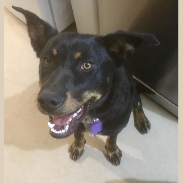 Photo of Benny **Adopted**