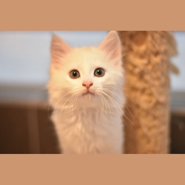 Photo of Falkor  **2nd Chance Cat Rescue**