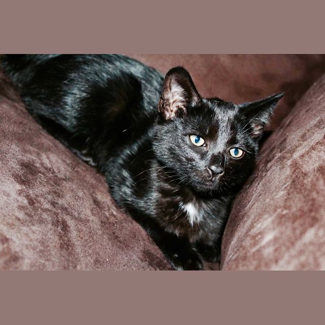 Photo of Twilight The Black Beauty 