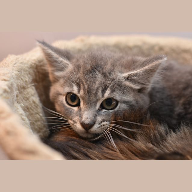 Photo of Bastian **2nd Chance Cat Rescue**