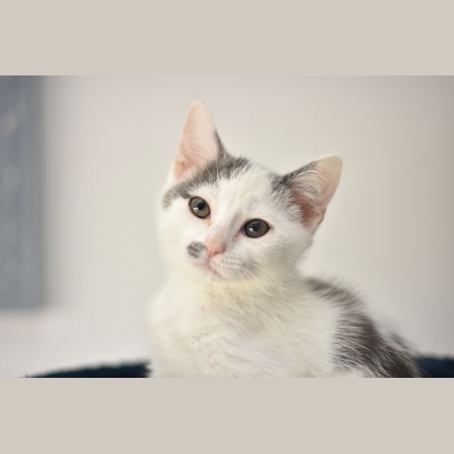 Photo of Gryffindor **2nd Chance Cat Rescue**