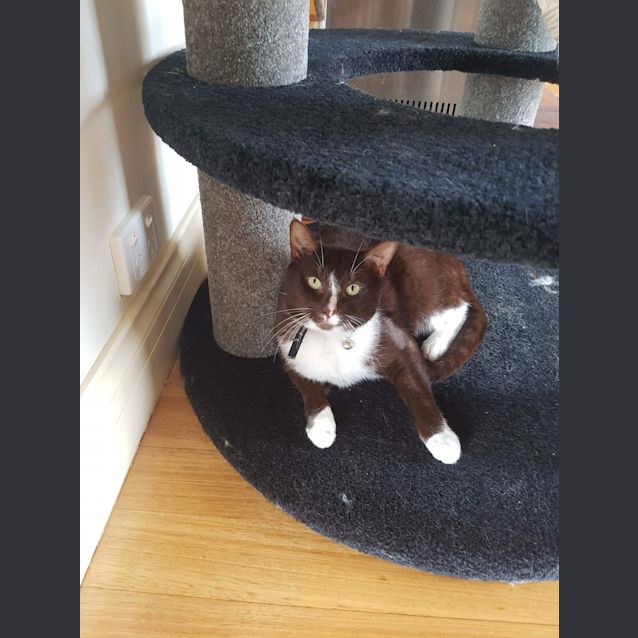Photo of Ziggy