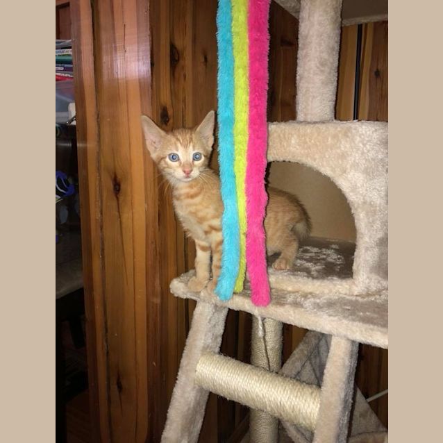 Photo of Mr Ginger 