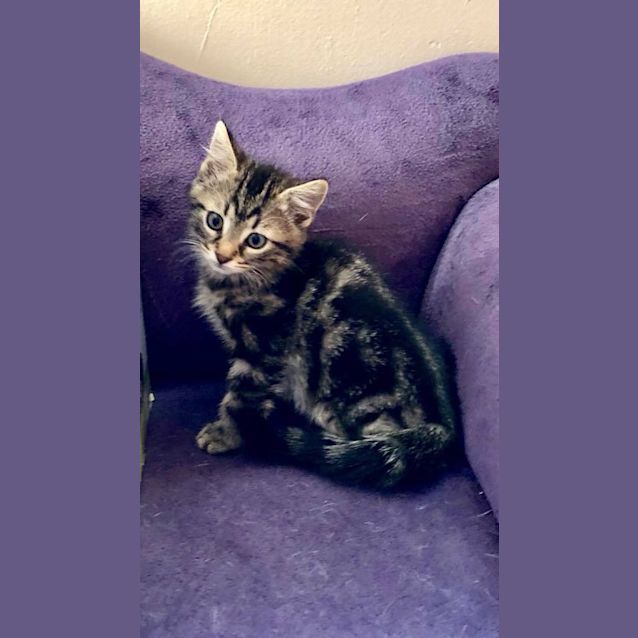 Photo of Taco