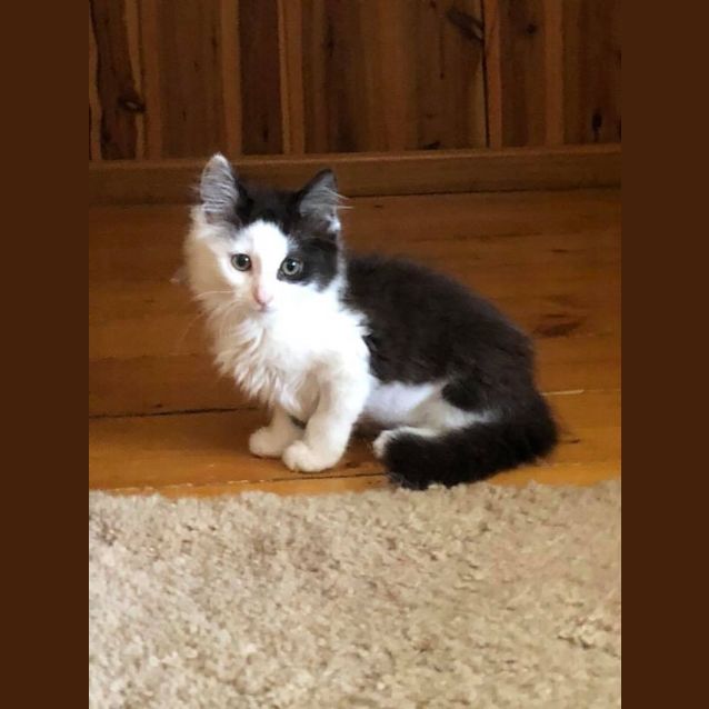 Photo of Fluffy 