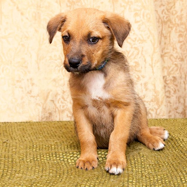 Photo of Lenny ~ Cute Koolie X Puppy (On Trial 29/11/2017)