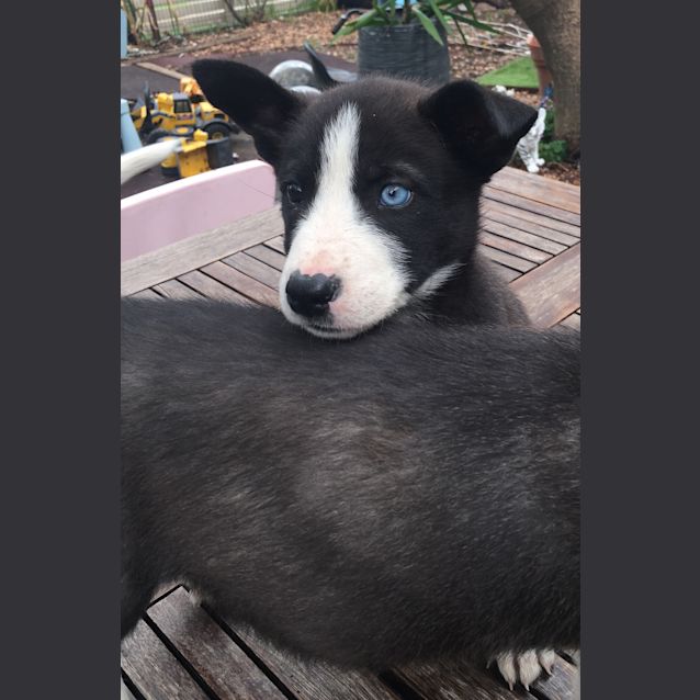 Photo of Mia Our Divine Pup