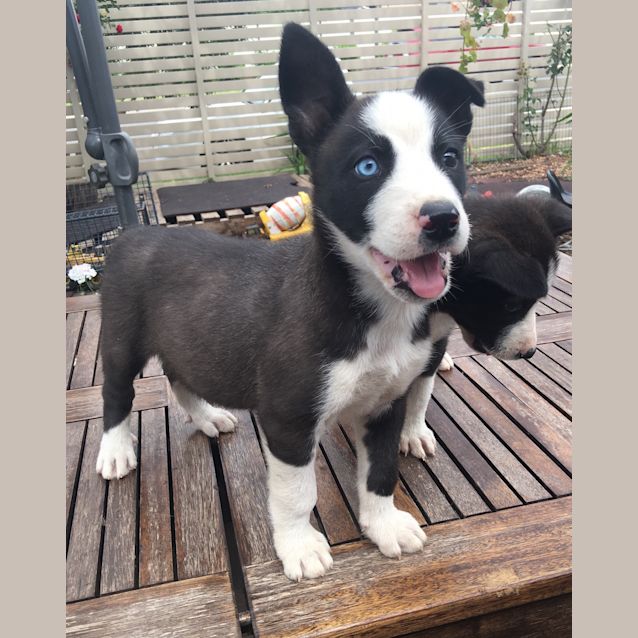 Photo of Miki Our Handsome Pup