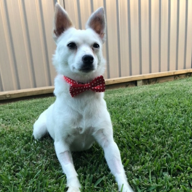 Photo of Winnie ~ Foxy X (On Trial 21/12/2017)