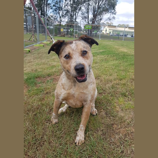 Photo of Rufus