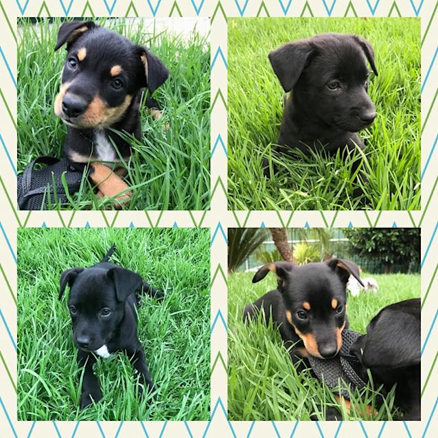 Photo of Josie **Adopted**