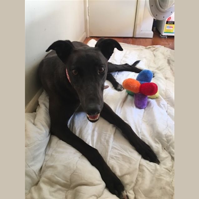 Photo of Brownie