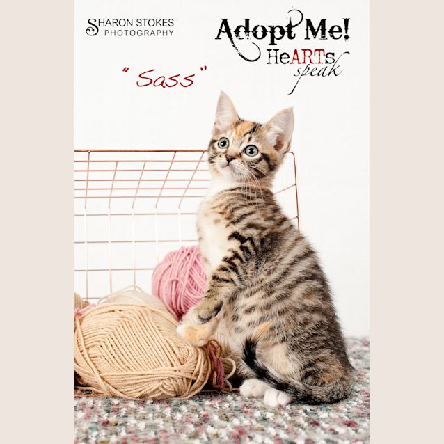Photo of Sass