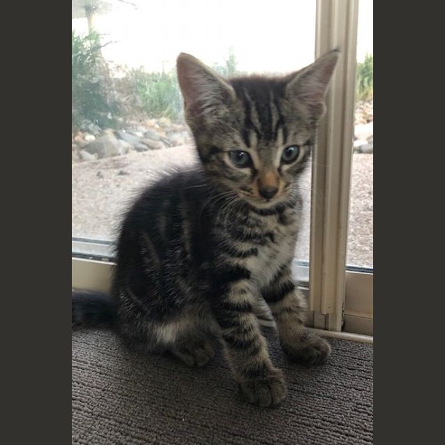 Photo of Jagger **2nd Chance Cat Rescue**