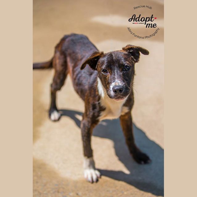 Photo of Pipsqueak (Pcc 662)