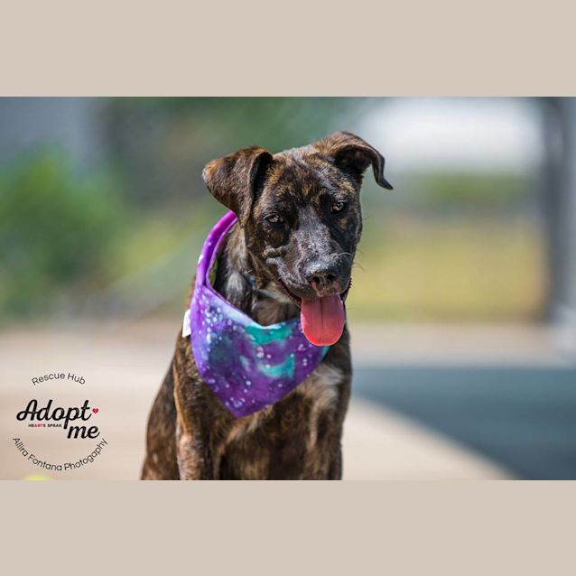 Photo of Lola (Pcc 658)