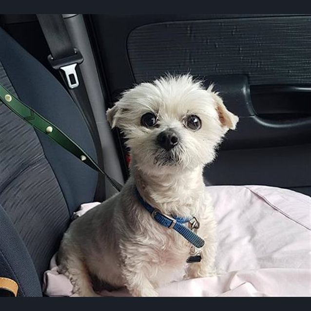 Photo of Sugar(now Raisel)