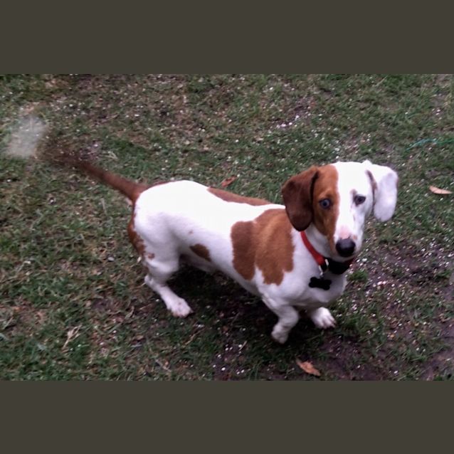 Photo of Boston And Toby