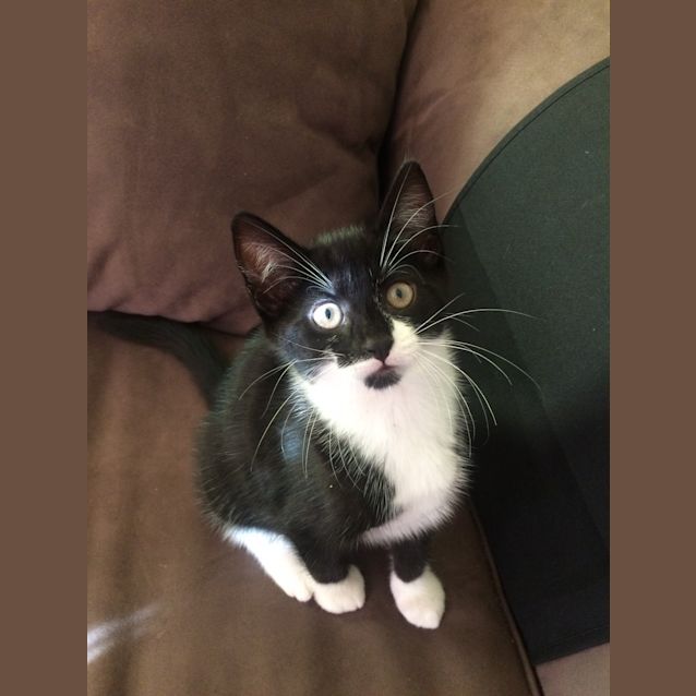 Photo of Purrkiss