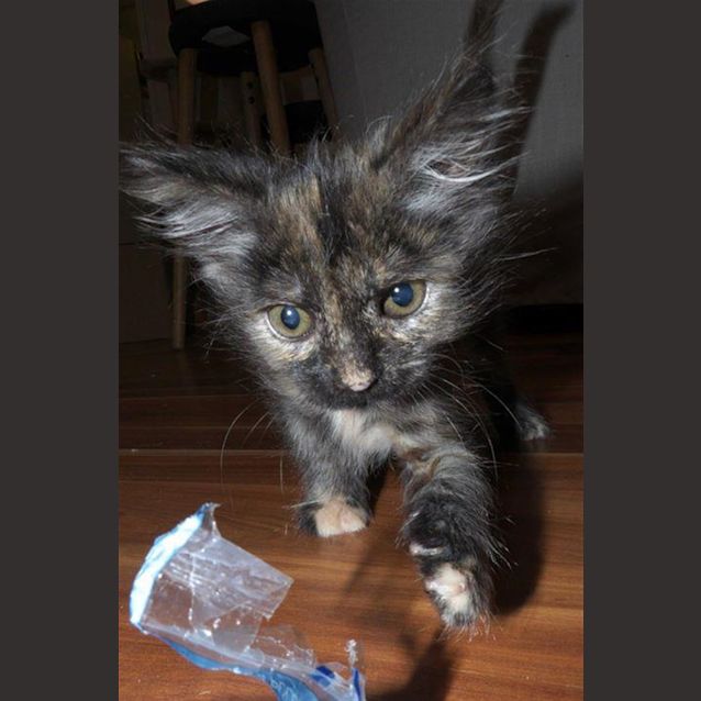 Photo of Violet
