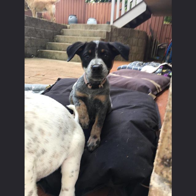 Photo of Charlie
